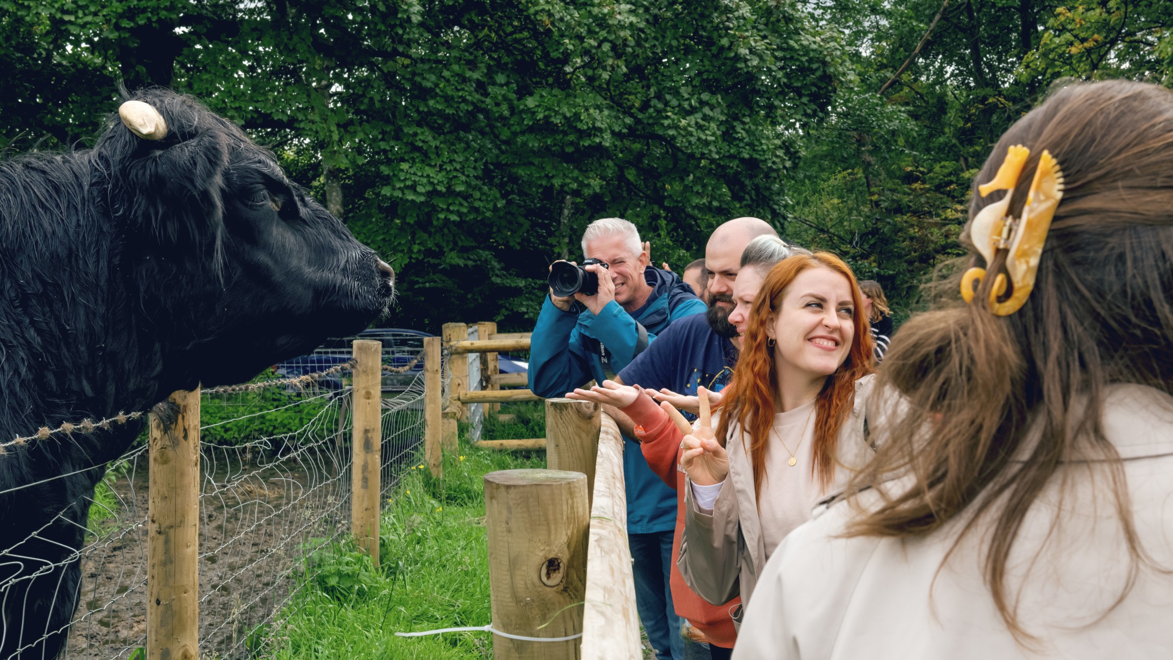 Hairy Coo tour visitors meeting a friendly black Highland Cow or Hairy Coo
