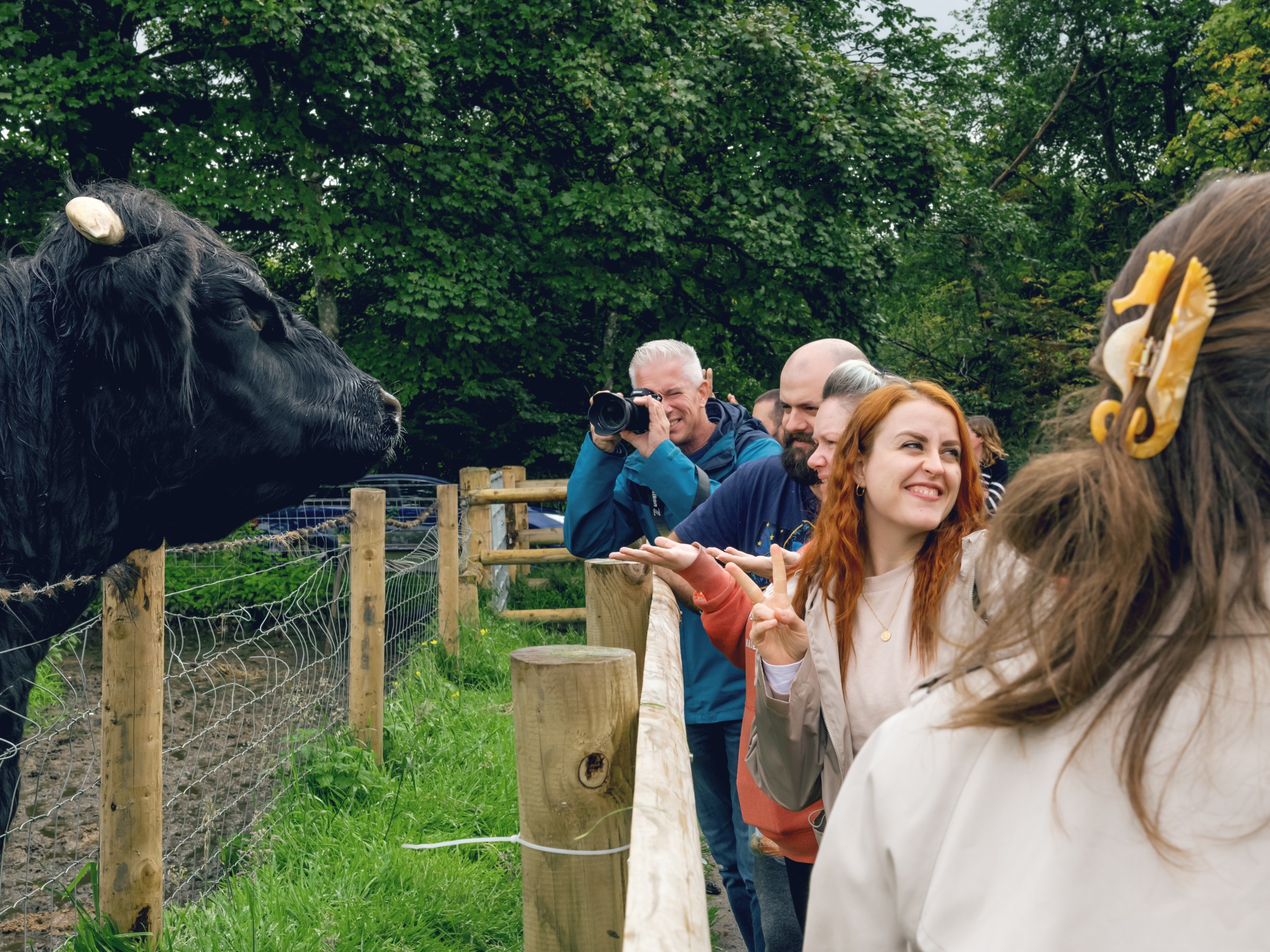 Hairy Coo tour visitors meeting a friendly black Highland Cow or Hairy Coo
