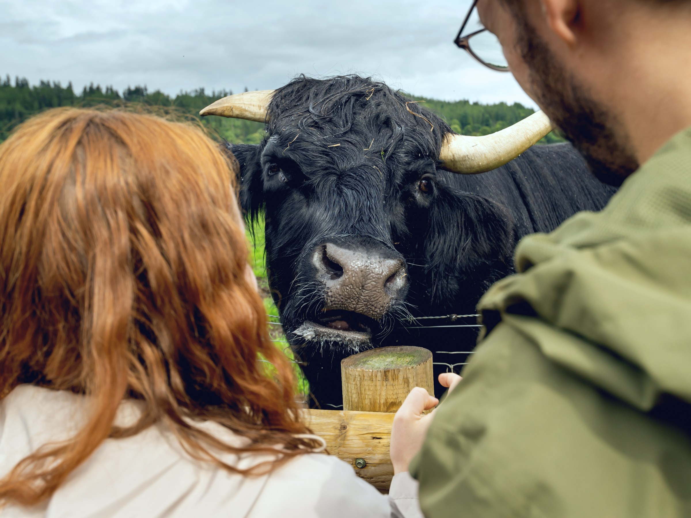 Hairy Coo tour visitors with a black Highland cow
