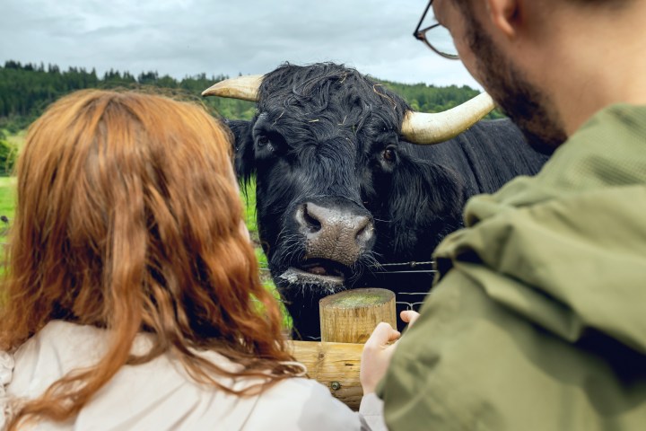 Hairy Coo tour visitors with a black Highland cow