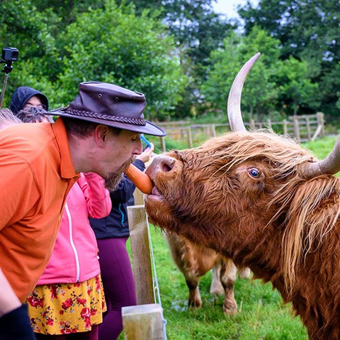 a boy feeding a cow