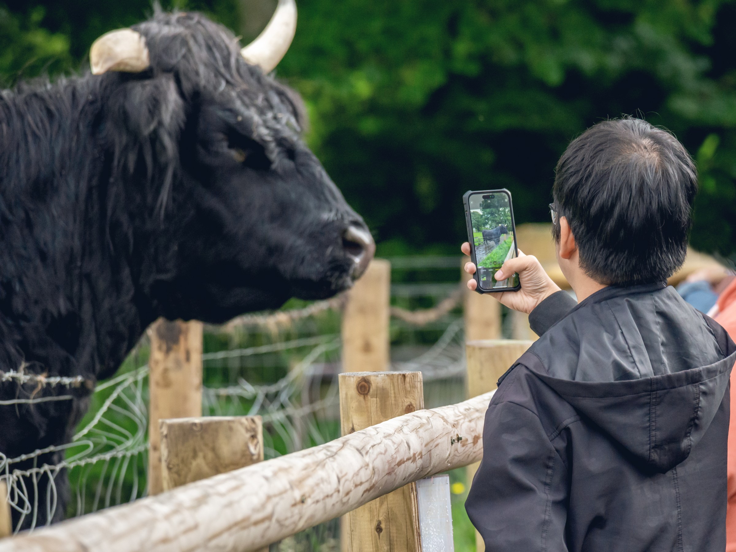 A Hairy Coo tour visitor takes a photo of a black Highland cow