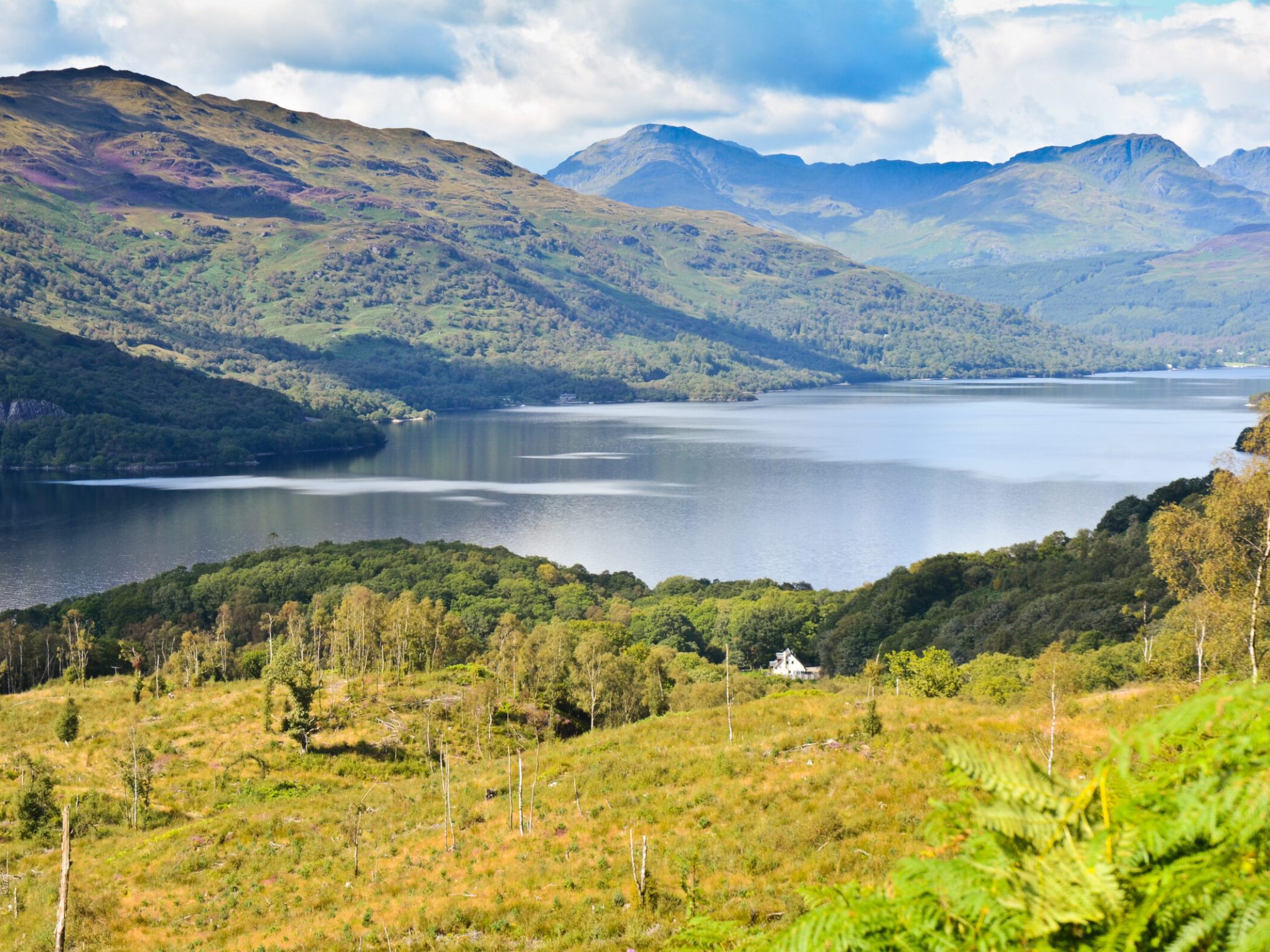 a herd of cattle grazing on a lush green hillside