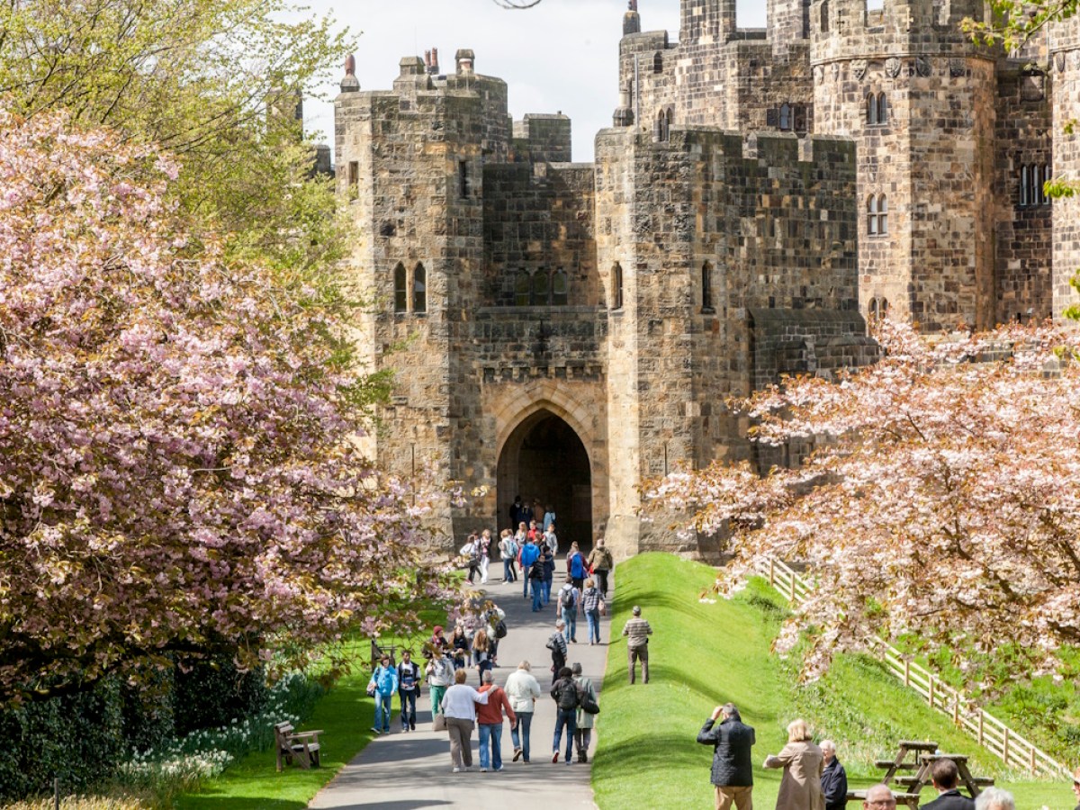 Entrance to Alnwick Castle in Spring with the trees in blossom