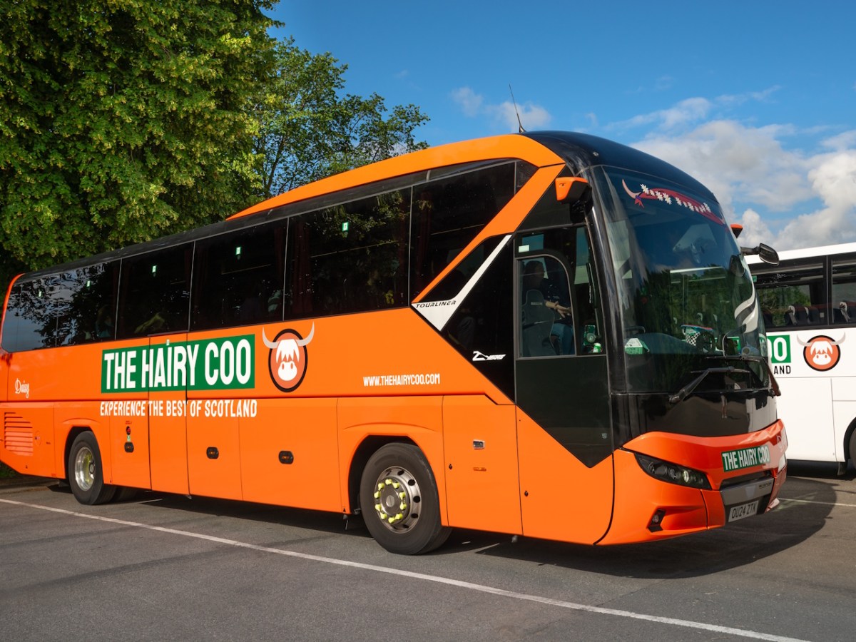 Daisy - orange Hairy Coo coach